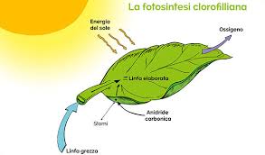 Cosa accadrebbe se cessasse la fotosintesi  clorofilliana?