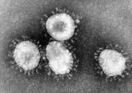 Come agisce  un coronavirus