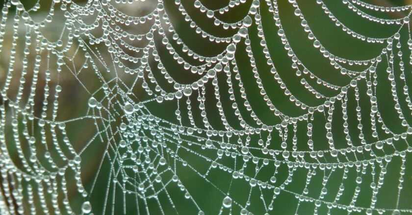 Le incredibili proprietà della  tela del ragno