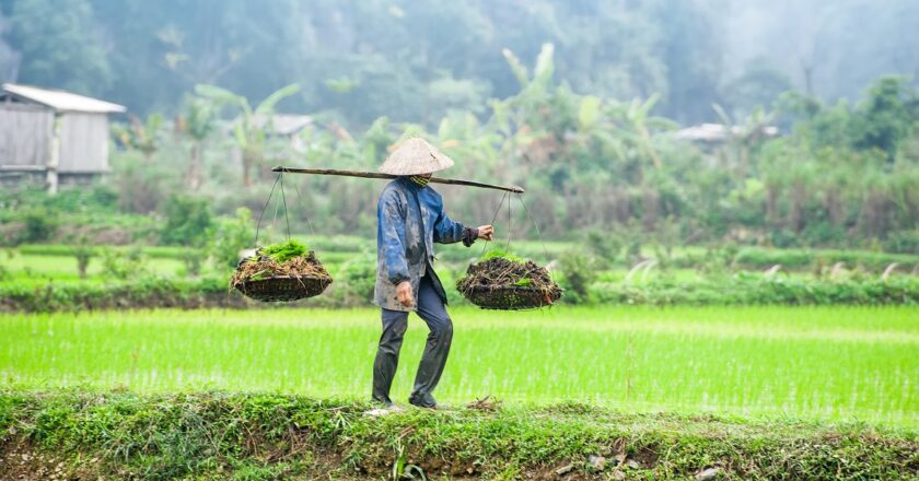 I contadini vietnamiti negli anni Cinquanta