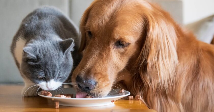 Alimentazione dei cani e dei gatti: bisogna fare molta attenzione a degli errori molto comuni