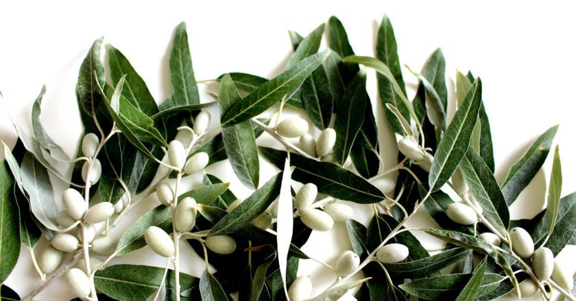 Le mille virtù  delle foglie d’olivo