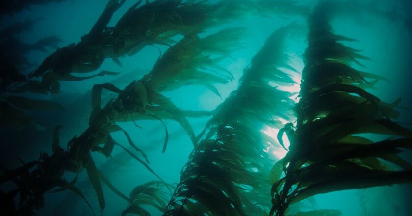 KELP, IMMENSE FORESTE SUBACQUEE
