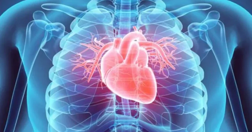 Il cuore umano: un  incredibile pompa