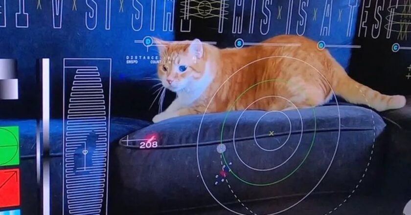 NASA: trasmesso video di un gatto nello spazio profondo