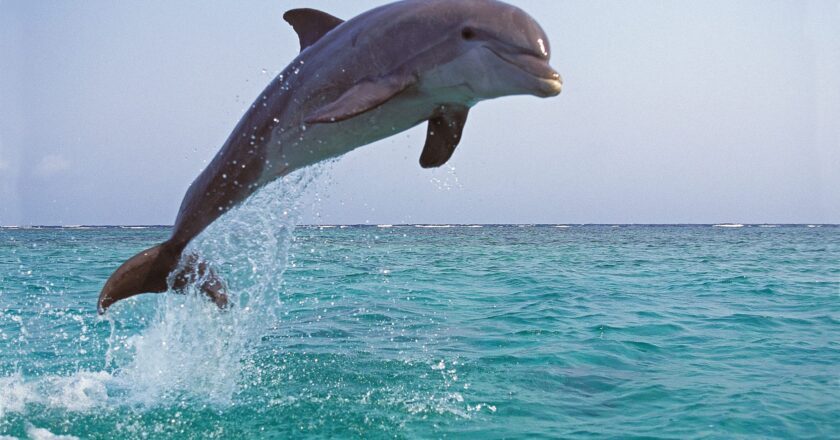 I delfini, tra altruismo e aggressività