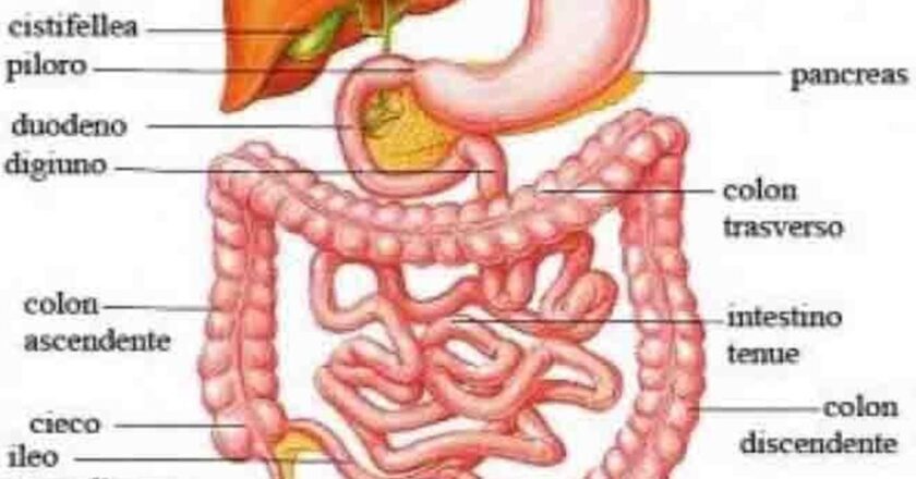 L’intestino e la sua centralità nella digestione  alimentare