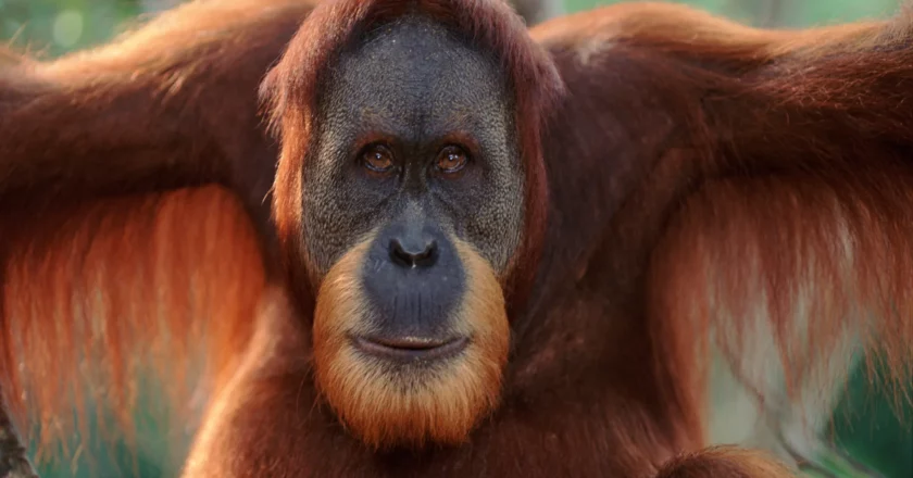 LA SIGNORA DEGLI ORANGHI